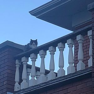 Meet your Posher, Bahar